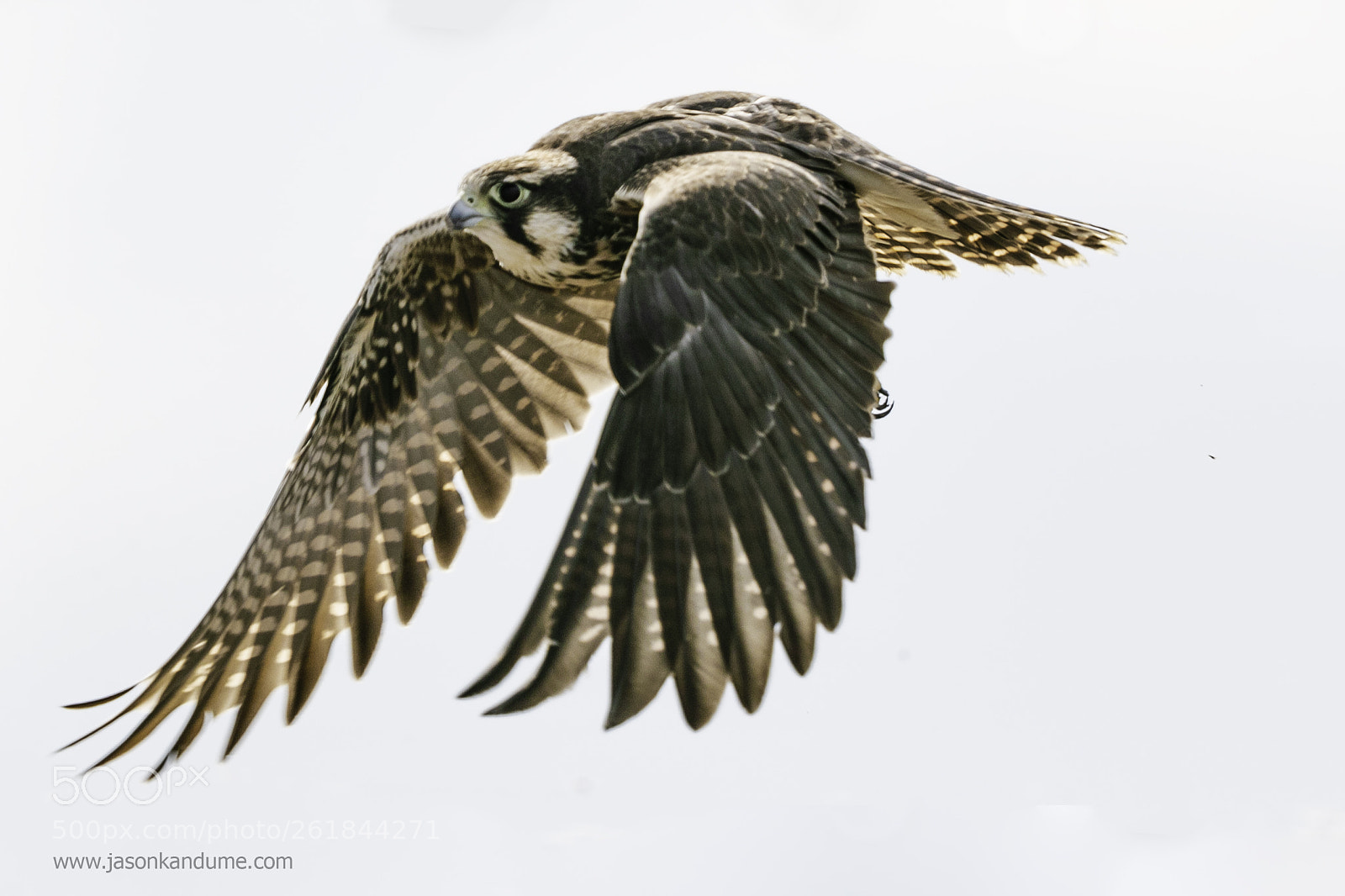 Canon EOS-1D X Mark II sample photo. Falcon photography