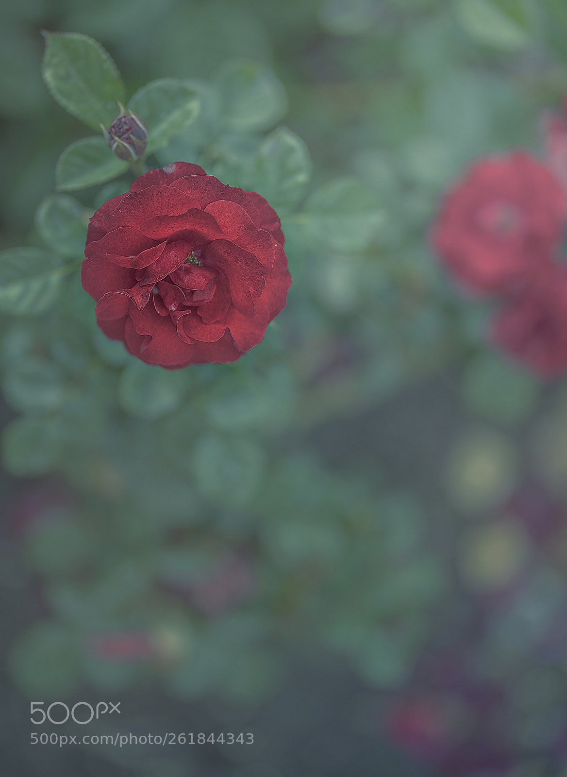 Sony a7 III sample photo. Red rose photography