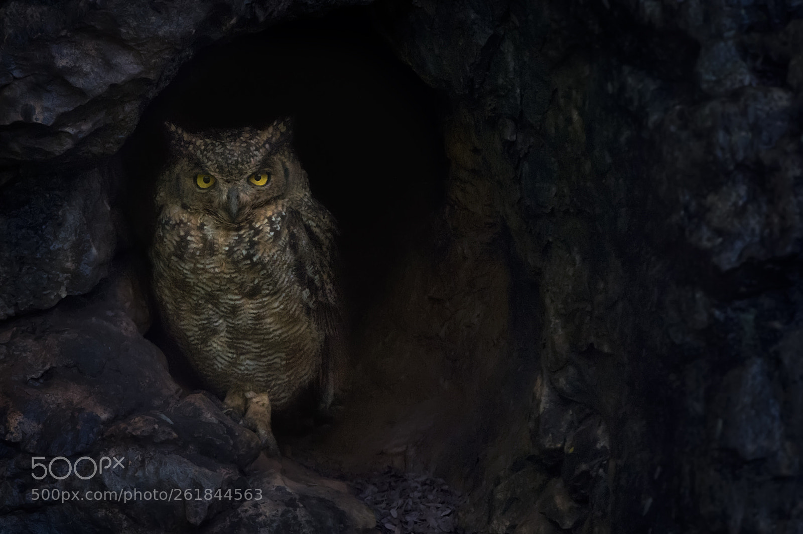Nikon D4S sample photo. Arabian spotted eagle-owl photography