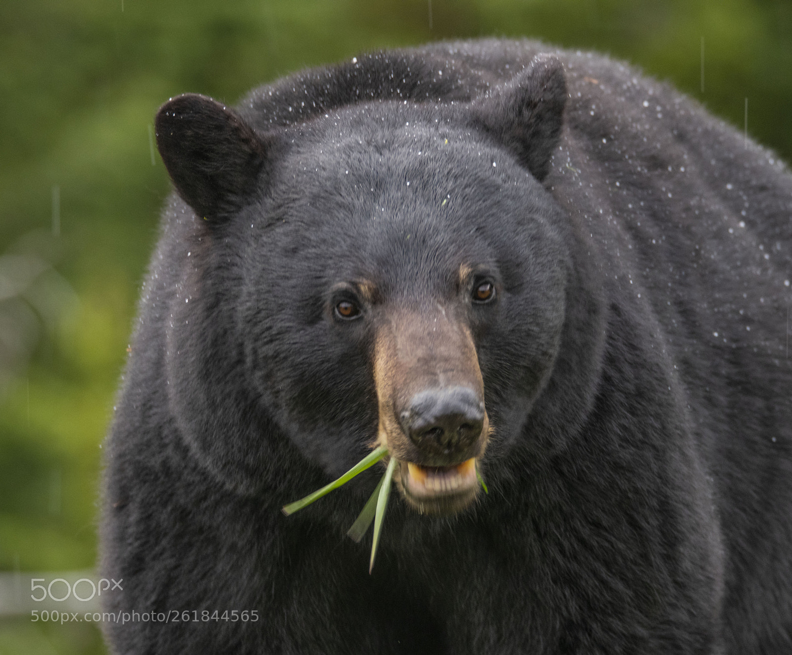 Nikon D850 sample photo. Ursus americanus-banff national park photography