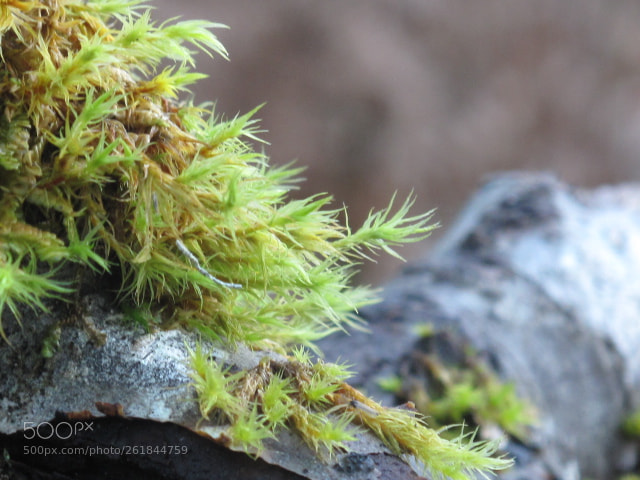 Canon PowerShot G10 sample photo. Green moss photography