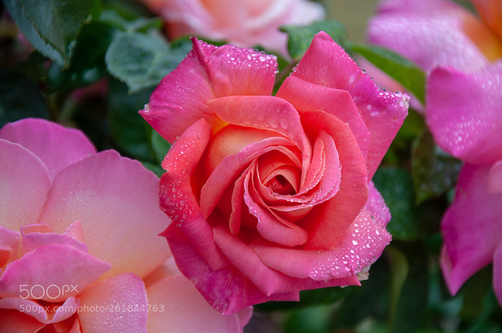 Nikon D90 sample photo. Bright pink dewy rose photography