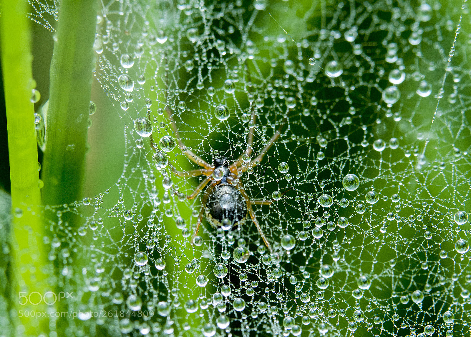 Nikon D810 sample photo. Untitled photography