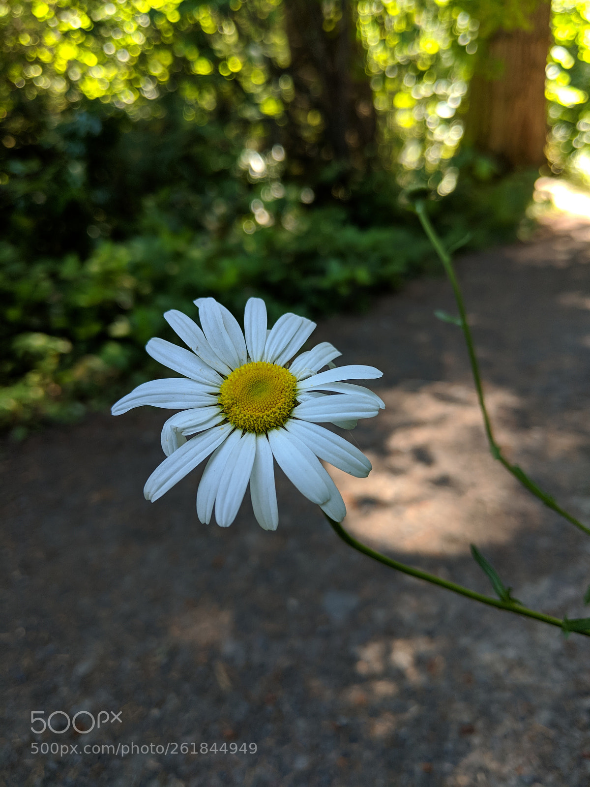 Google Pixel 2 sample photo. Untitled photography