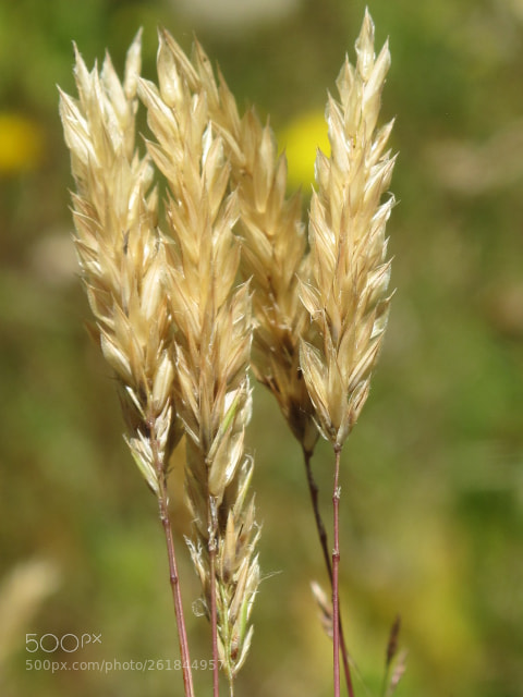 Canon PowerShot G10 sample photo. Grass seed photography