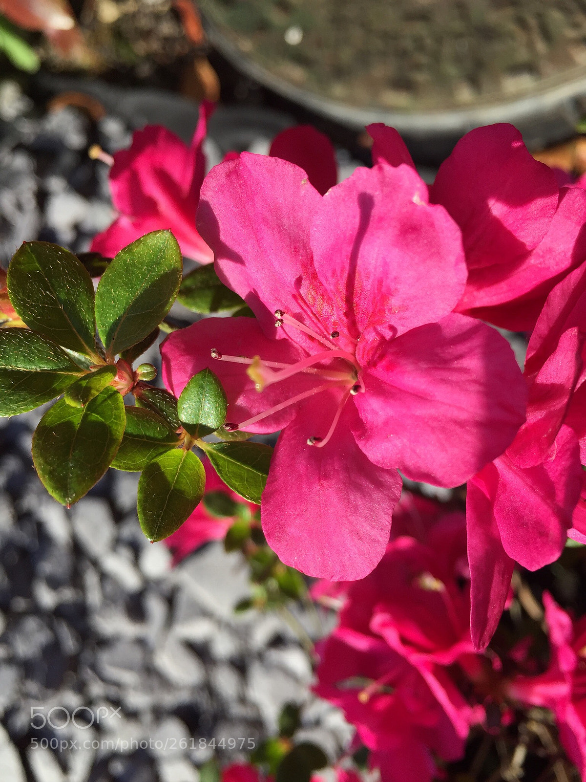 Apple iPhone 6 sample photo. Pretty in pink photography
