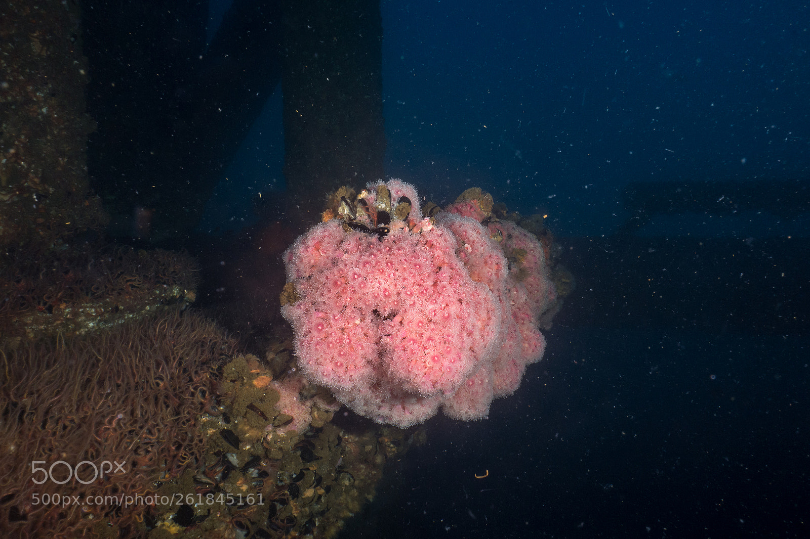 Sony Cyber-shot DSC-RX100 sample photo. Colorful anemones, barnacles and photography