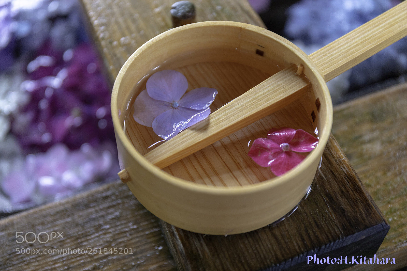 Canon EOS 5D Mark IV sample photo. Hydrangea festival aichi japan photography
