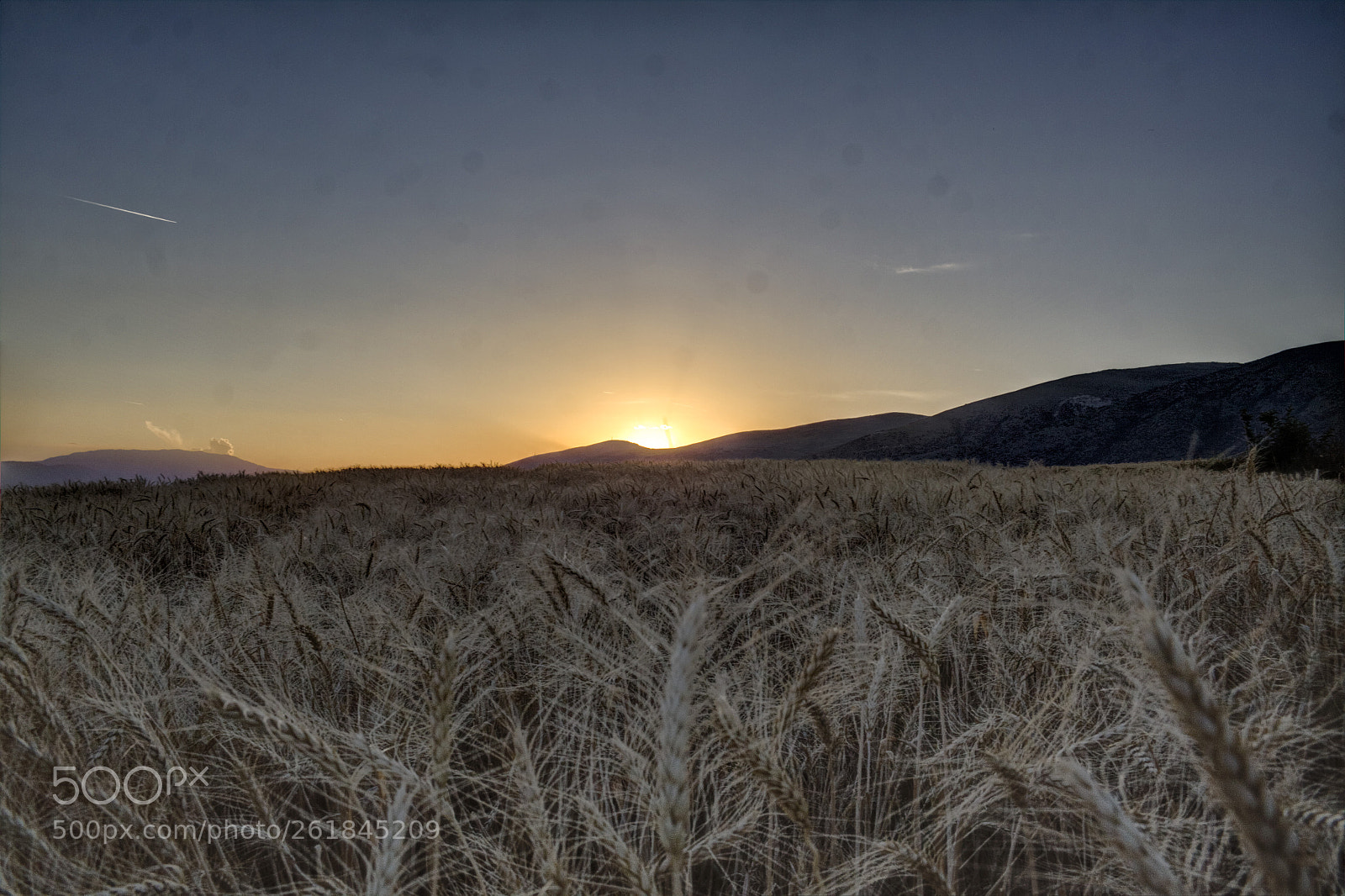 Canon EOS 50D sample photo. Sunset over wheat field photography