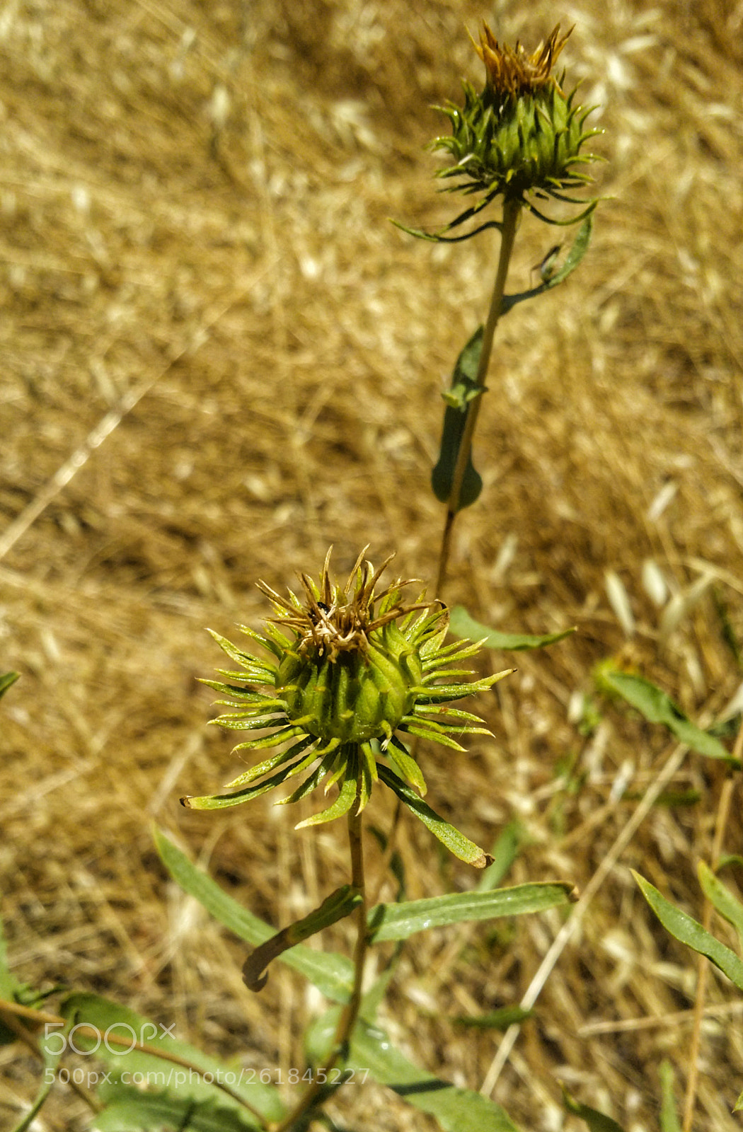 Samsung Galaxy Note4 sample photo. Looks dangerous photography