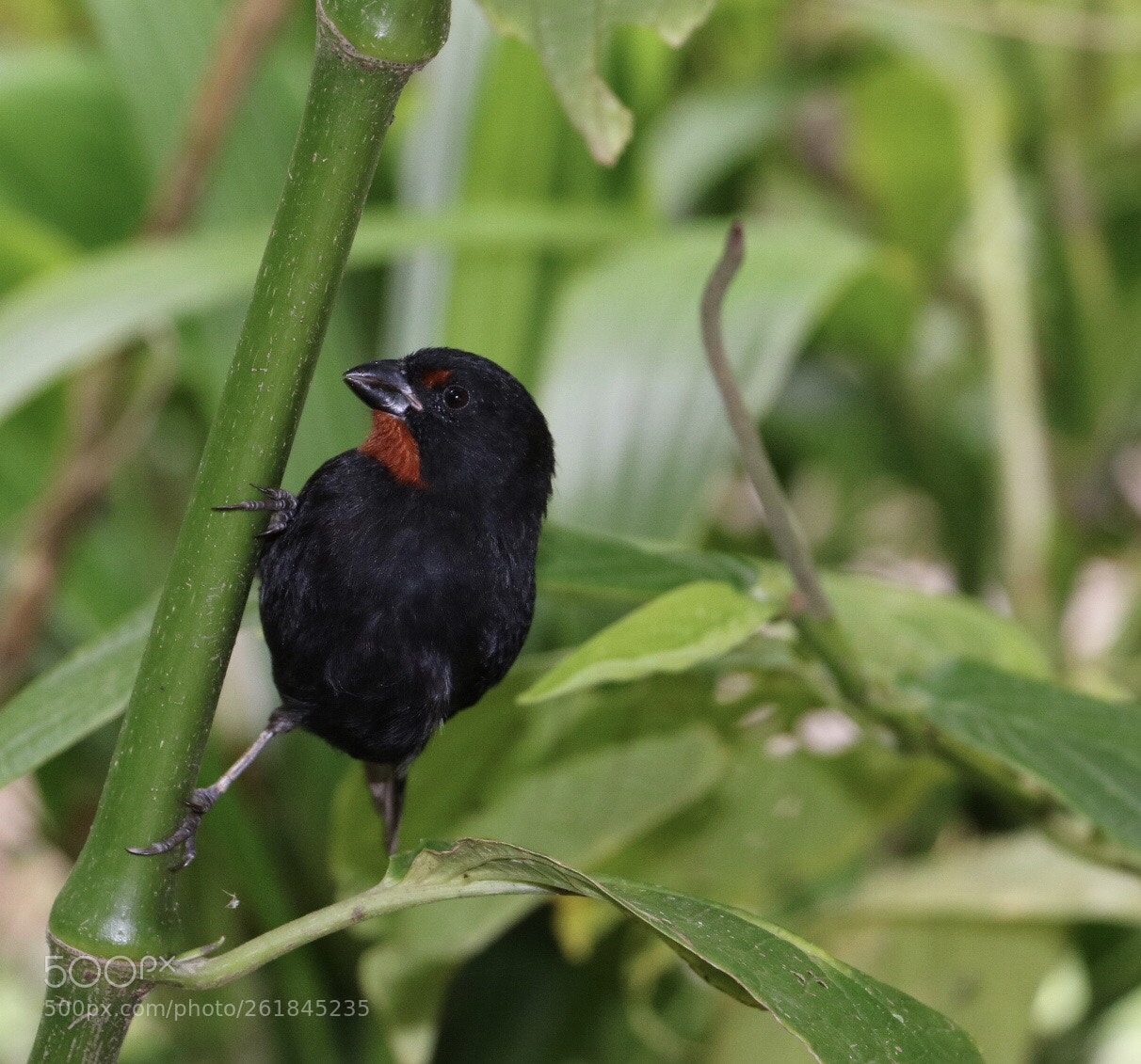 Canon EOS 750D (EOS Rebel T6i / EOS Kiss X8i) sample photo. Red throat photography