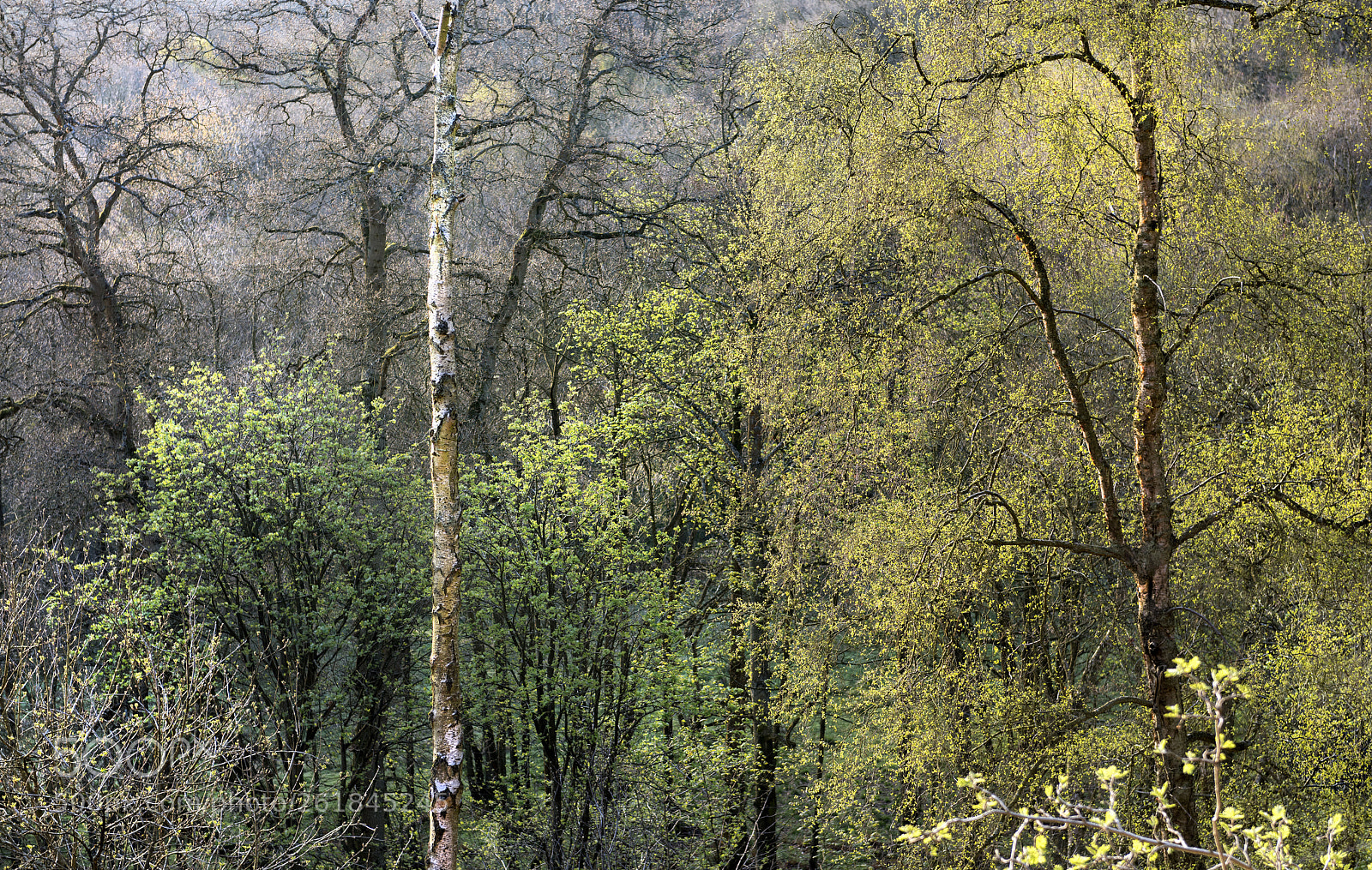 Nikon D810 sample photo. Canvas photography