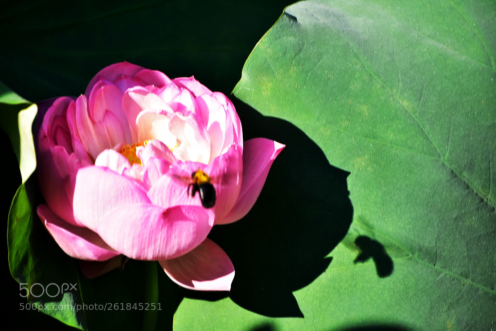 Nikon D7200 sample photo. Bee and lotus lily photography