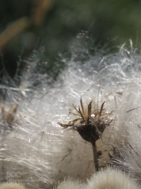 Canon PowerShot G10 sample photo. Thistle fluff photography