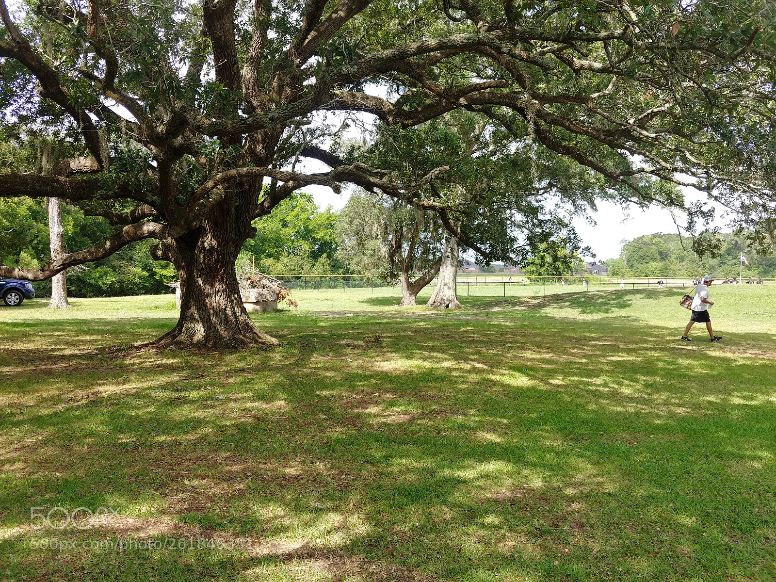 LG V30 sample photo. Oak tree photography