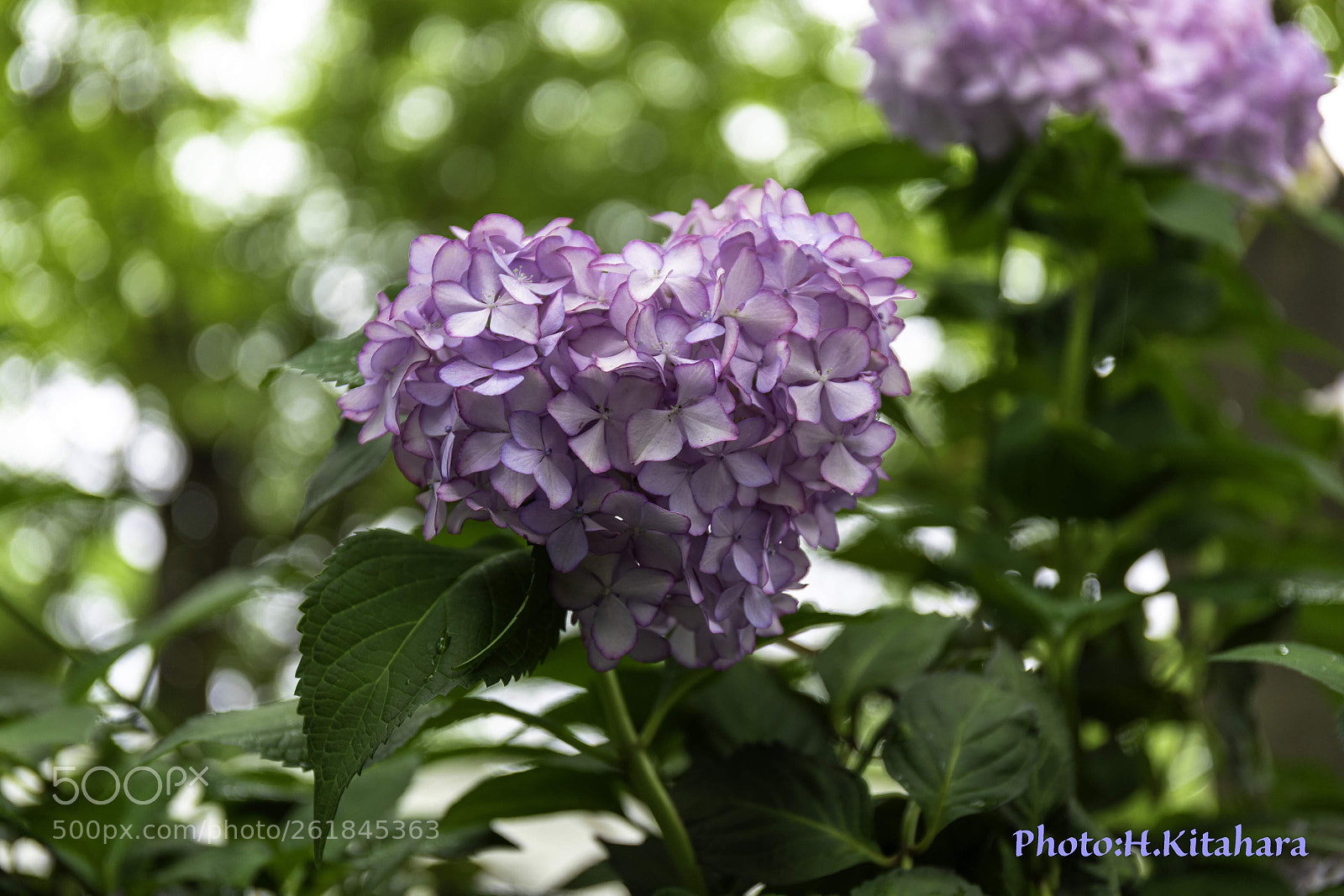 Canon EOS 5D Mark IV sample photo. Hydrangea festival aichi japan photography