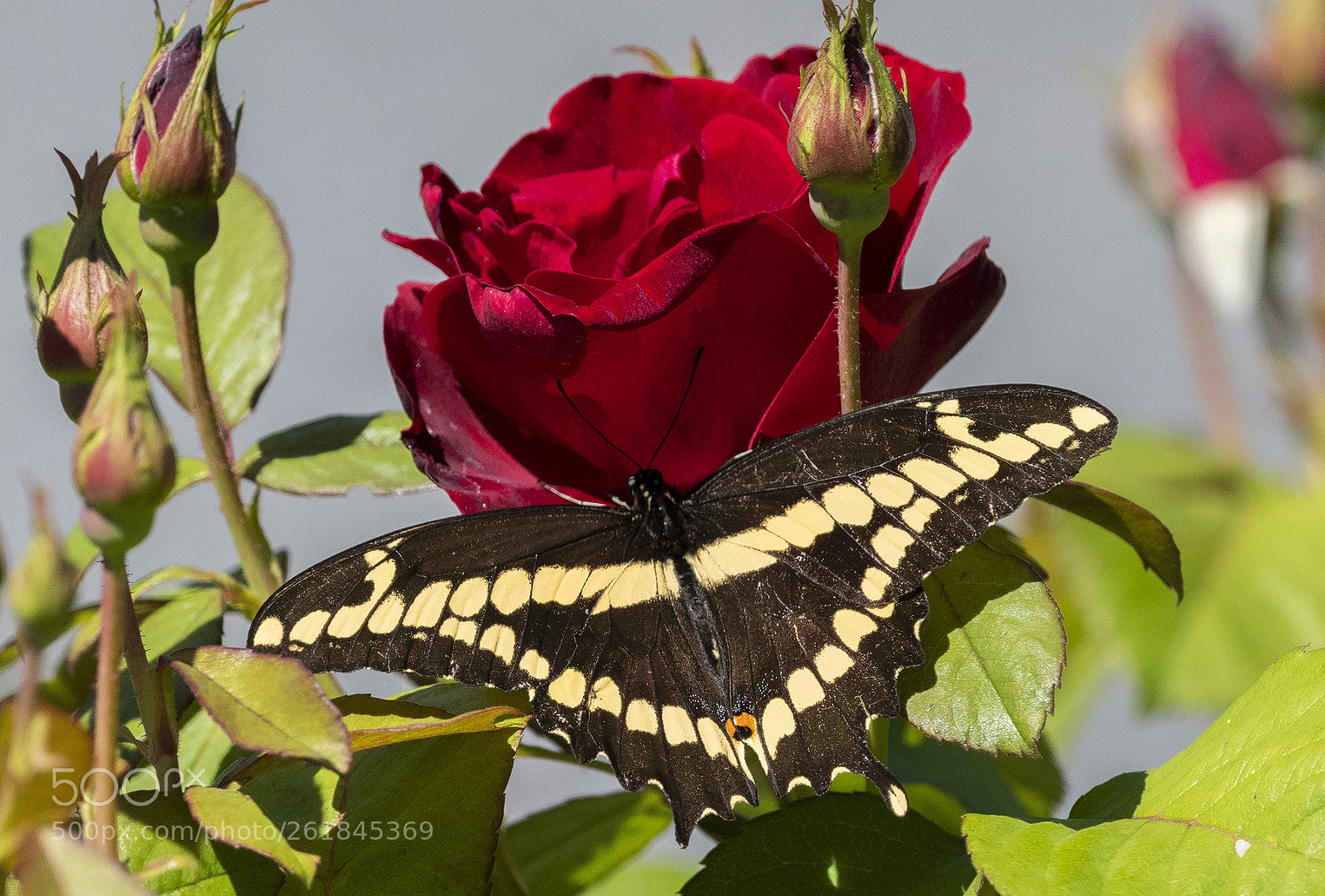 Nikon D850 sample photo. Swallowtail on rose photography