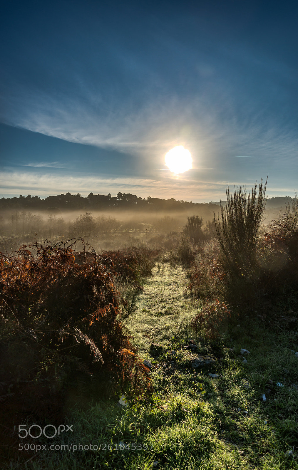 Nikon D610 sample photo. Morning dew photography