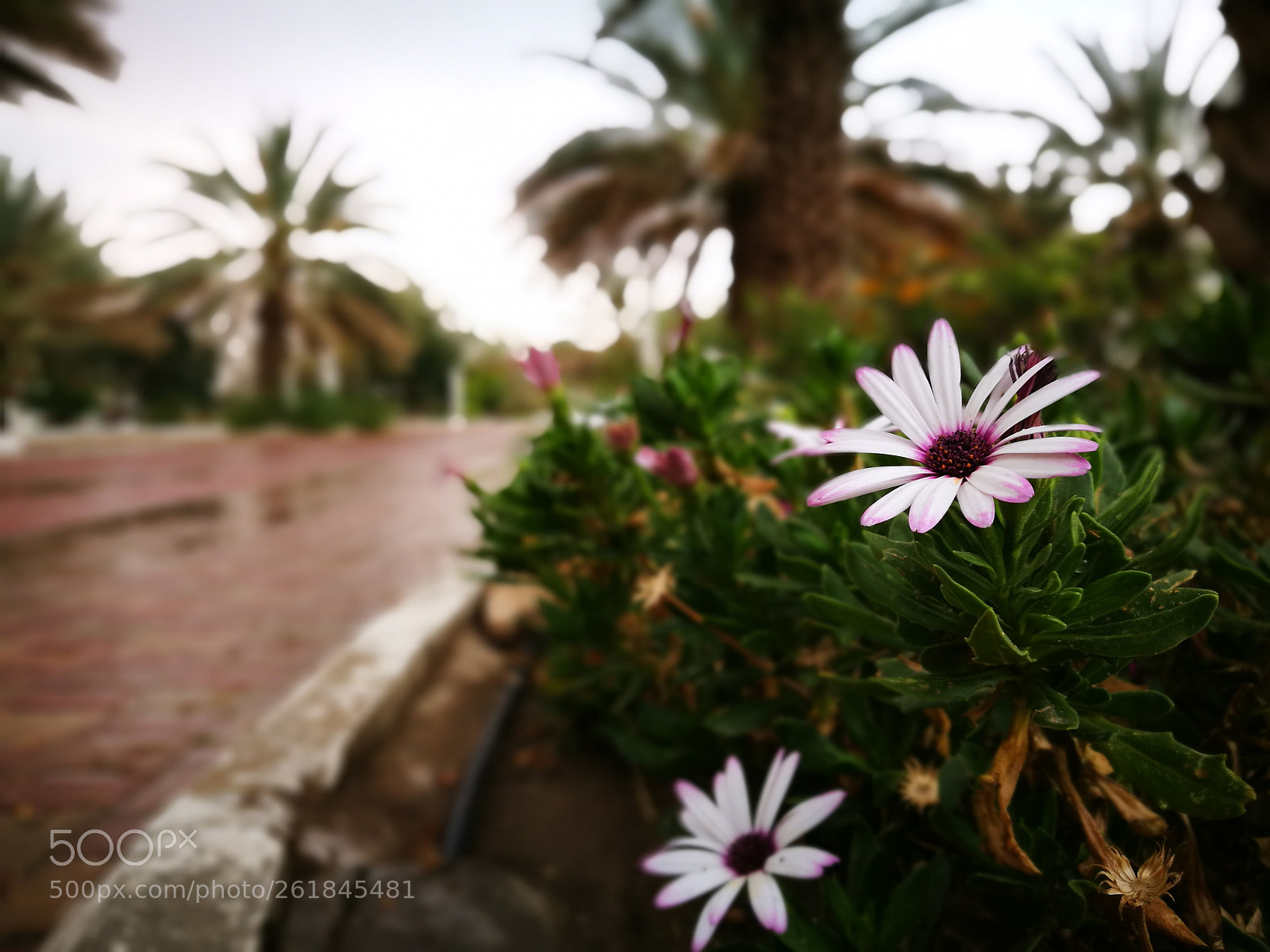 HUAWEI P9 sample photo. Untitled photography