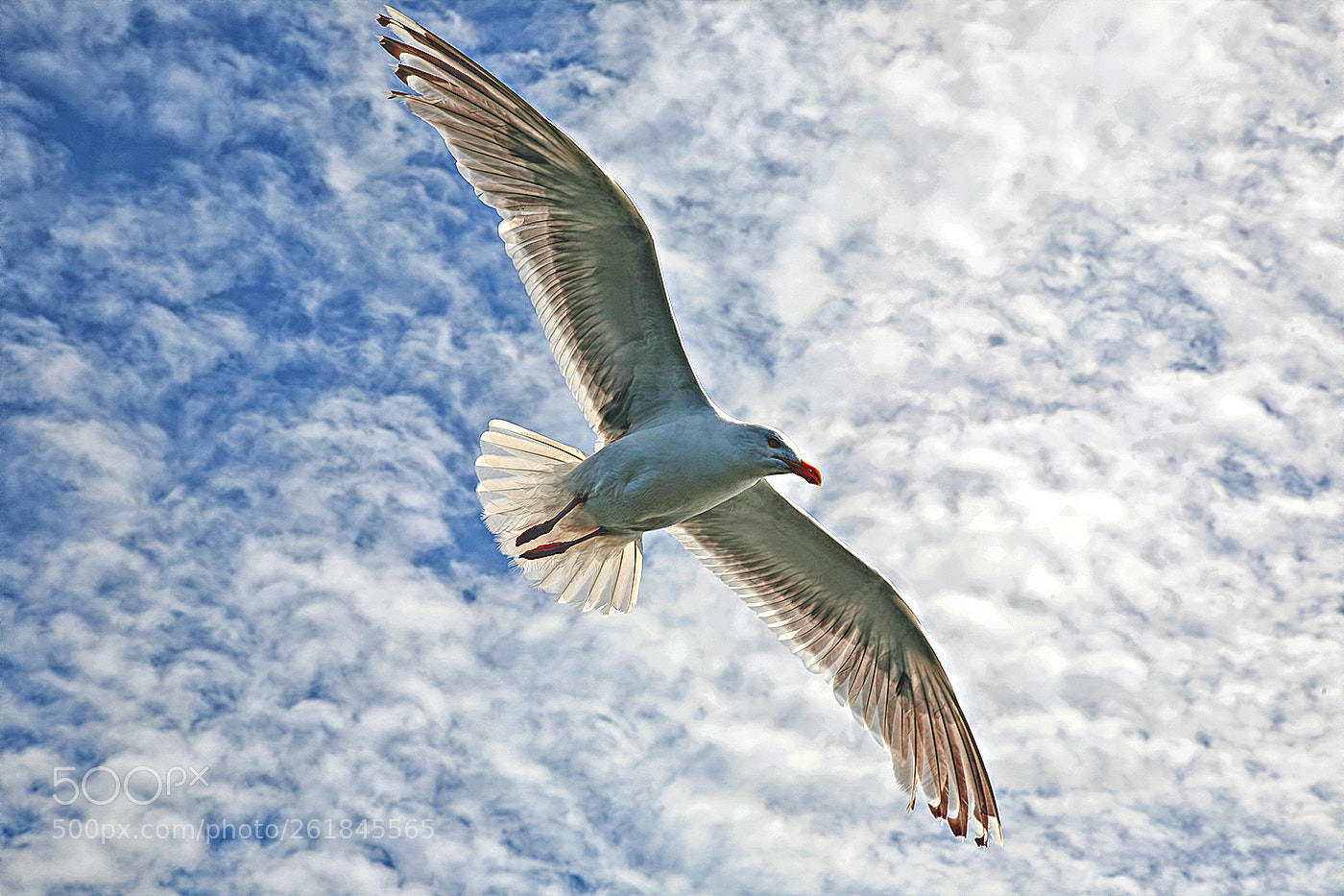 Canon EOS 5D sample photo. A seagull photography
