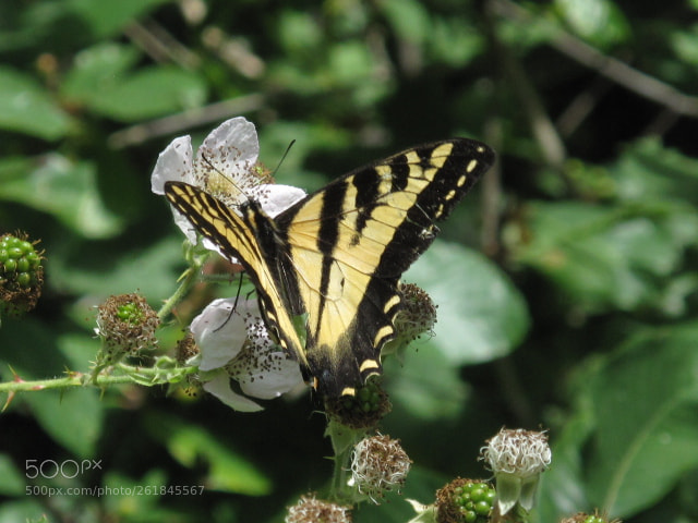 Canon PowerShot G10 sample photo. Yellow swallowtail photography