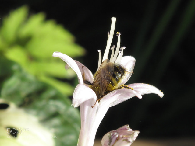 Canon PowerShot G10 sample photo. Honey bee photography