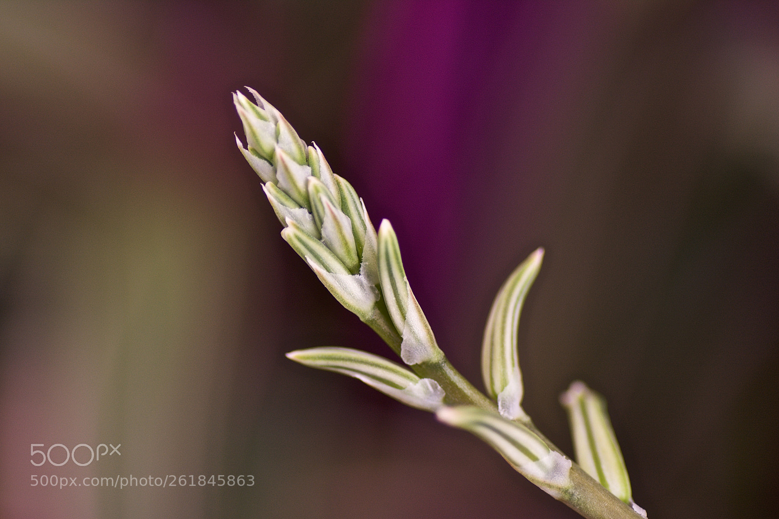 Nikon D7100 sample photo. Succulent sprout photography