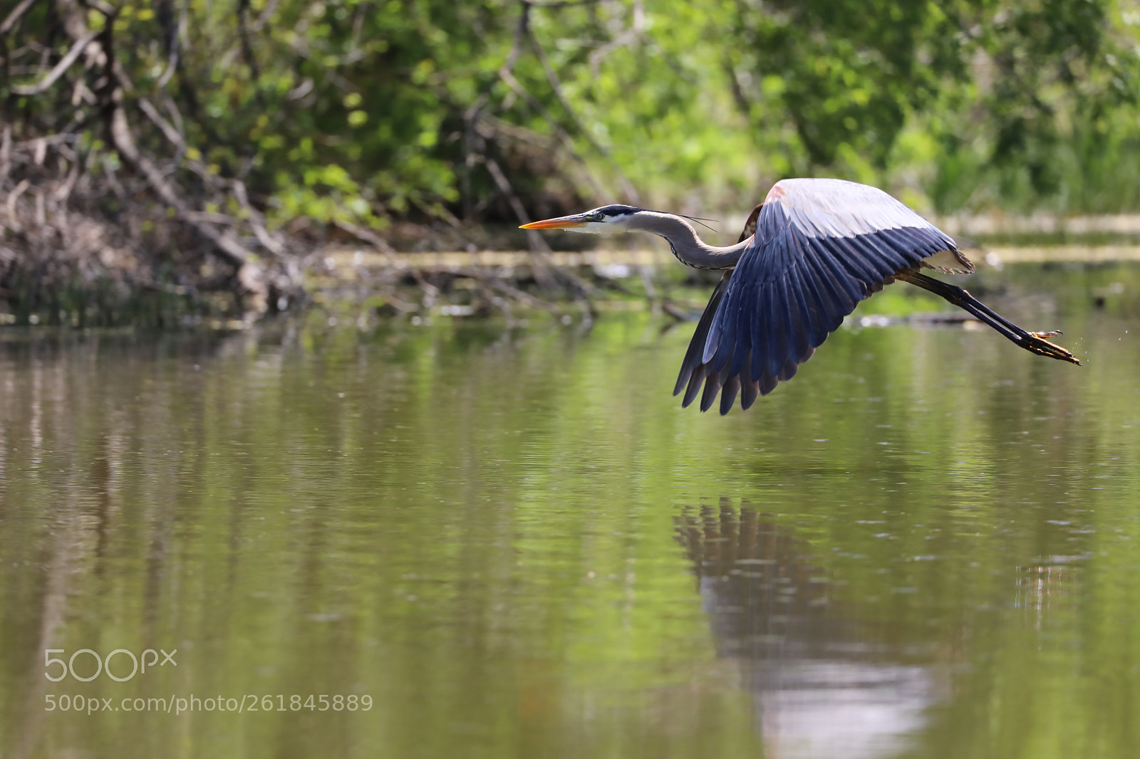 Canon EOS 5D Mark IV sample photo. Blue heron photography