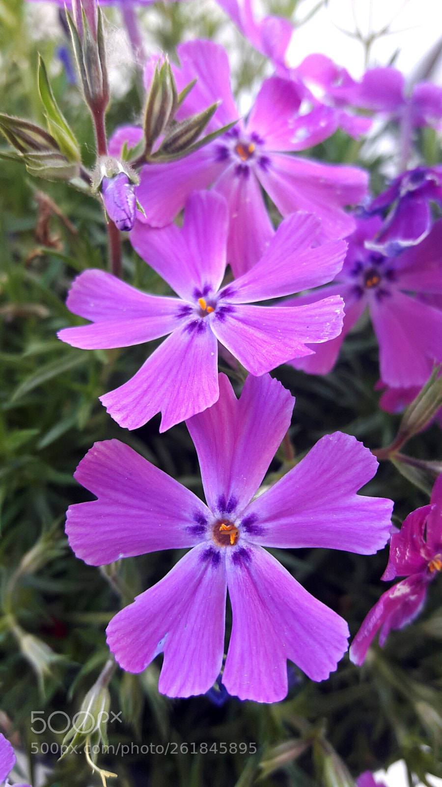 Samsung Galaxy A8 sample photo. Plox.. photography