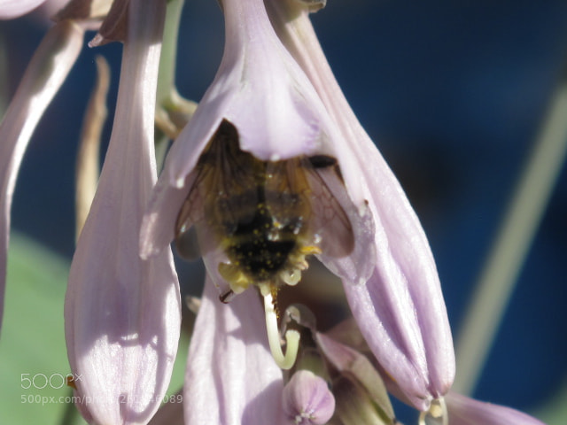 Canon PowerShot G10 sample photo. Honeybee in purple hosta photography