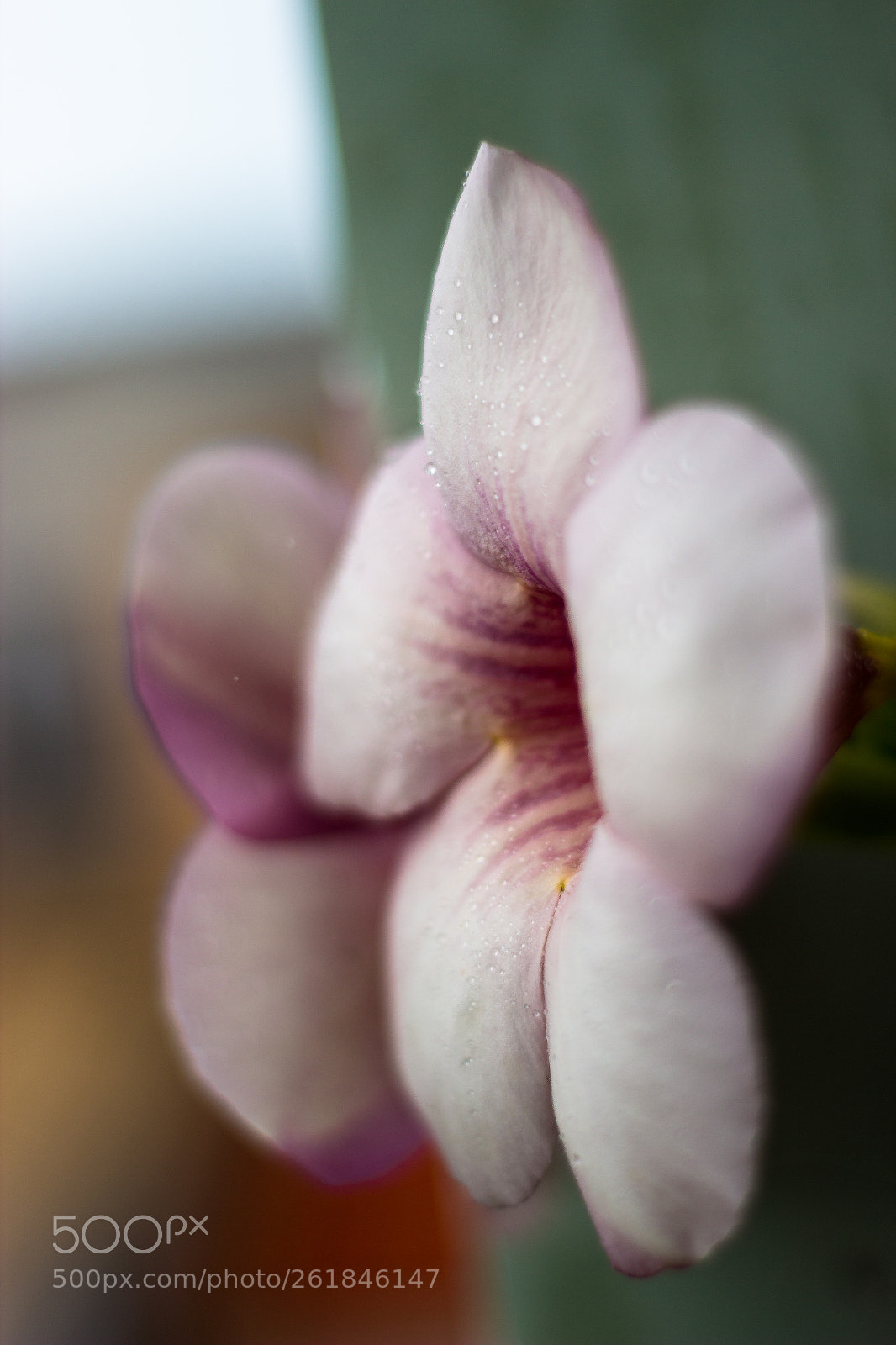 Canon EOS 600D (Rebel EOS T3i / EOS Kiss X5) sample photo. Flower photography