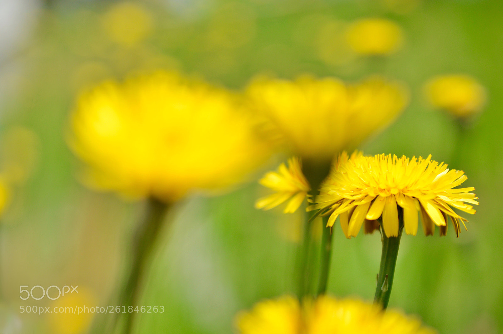 Nikon D3200 sample photo. Dandelion ❁ photography