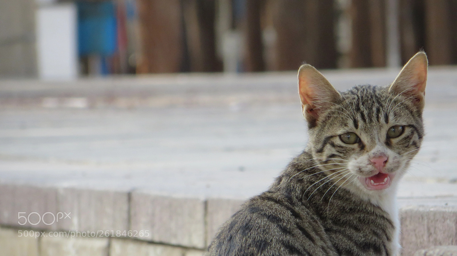Canon PowerShot SX270 HS sample photo. Eyes of cat photography