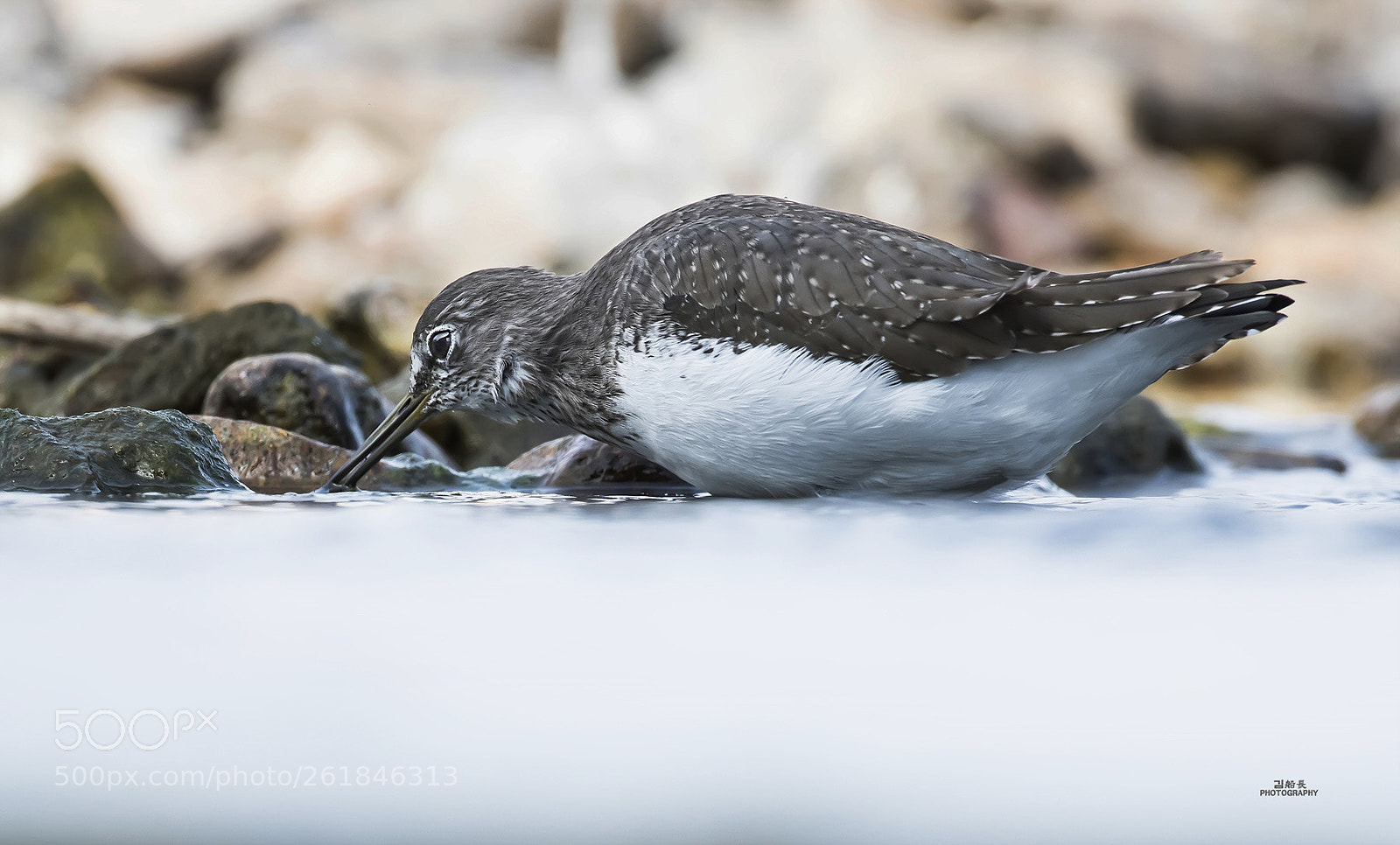 Nikon D500 sample photo. Green sandpiper photography