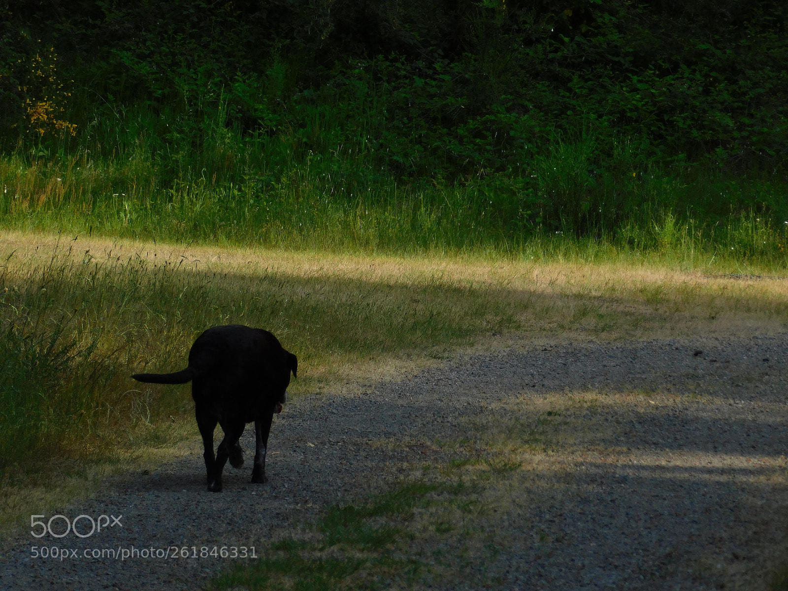 Nikon Coolpix B500 sample photo. Walking on a trail photography