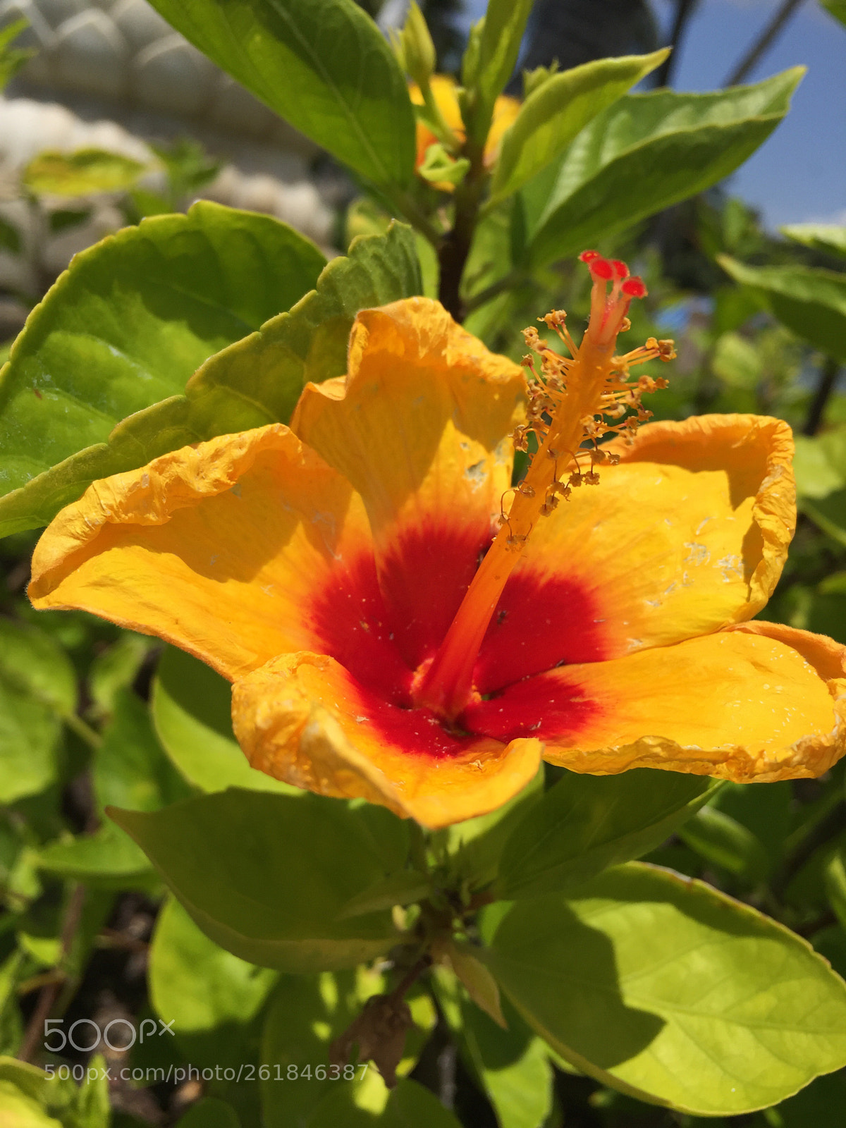 Apple iPhone 6 sample photo. Aloha photography