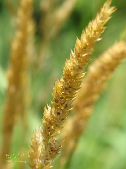 Canon PowerShot G10 sample photo. Grass seed photography