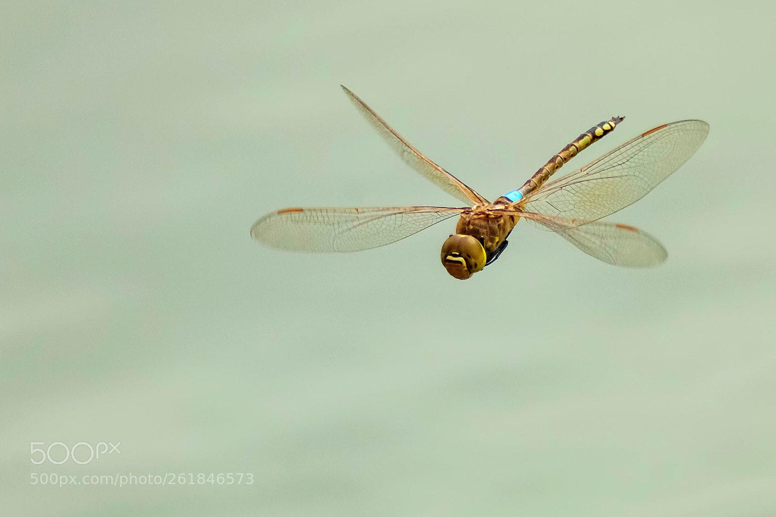 Nikon D2Xs sample photo. Anax ephippiger  photography