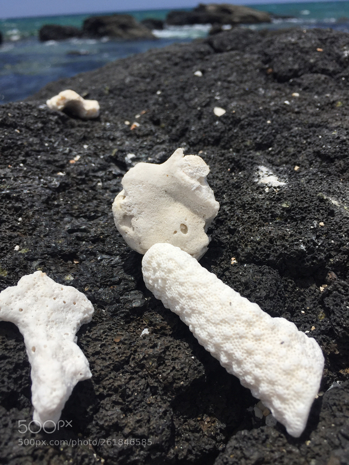 Apple iPhone 6 sample photo. Sand shells photography
