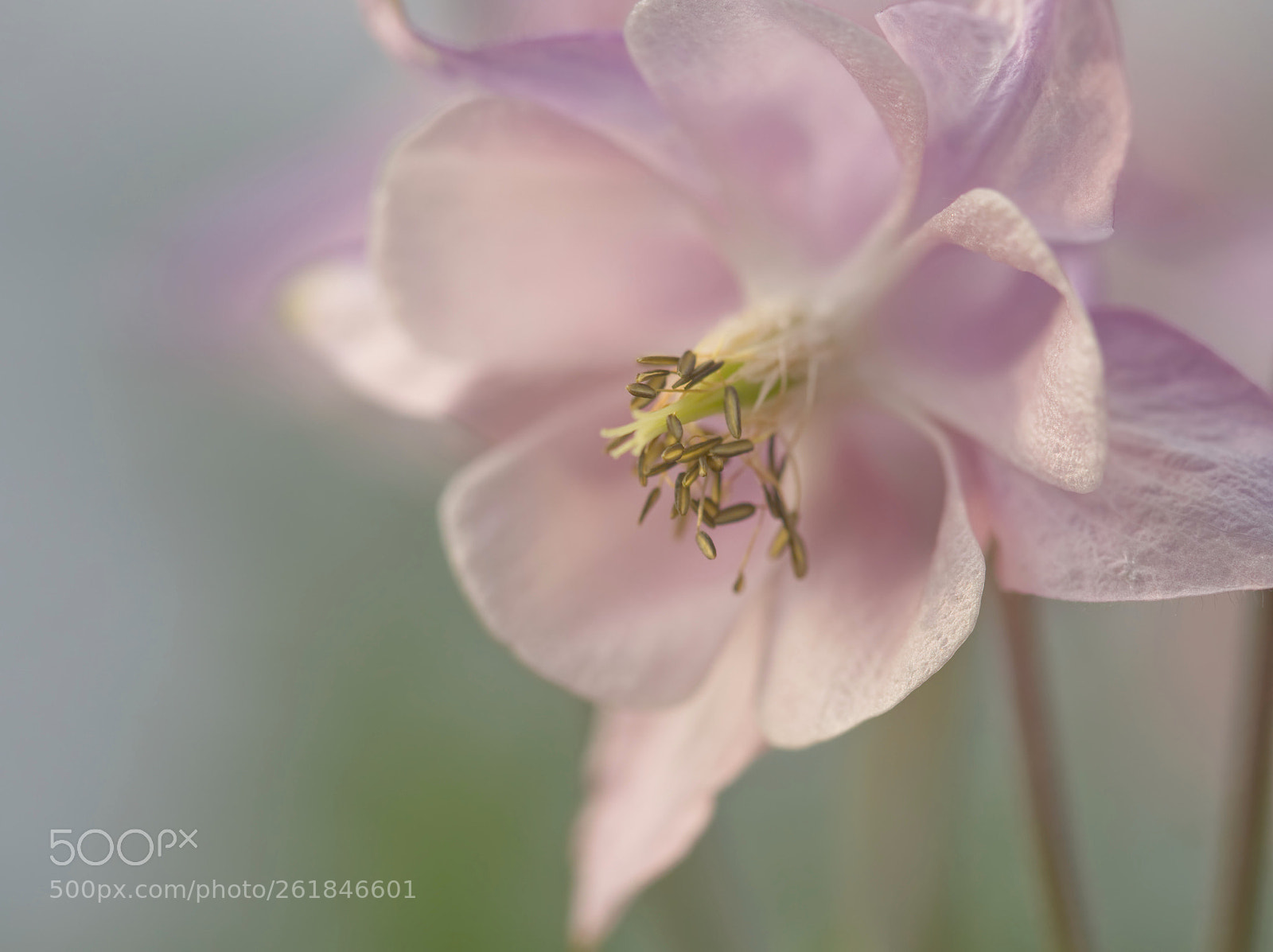 Olympus OM-D E-M10 sample photo. Aquilegia photography