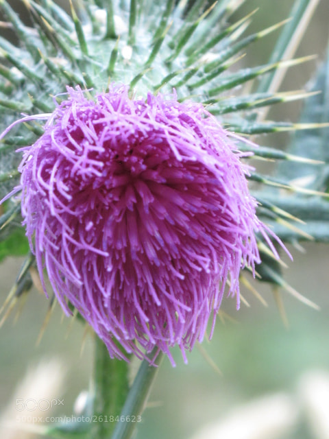 Canon PowerShot G10 sample photo. Purple thistle photography