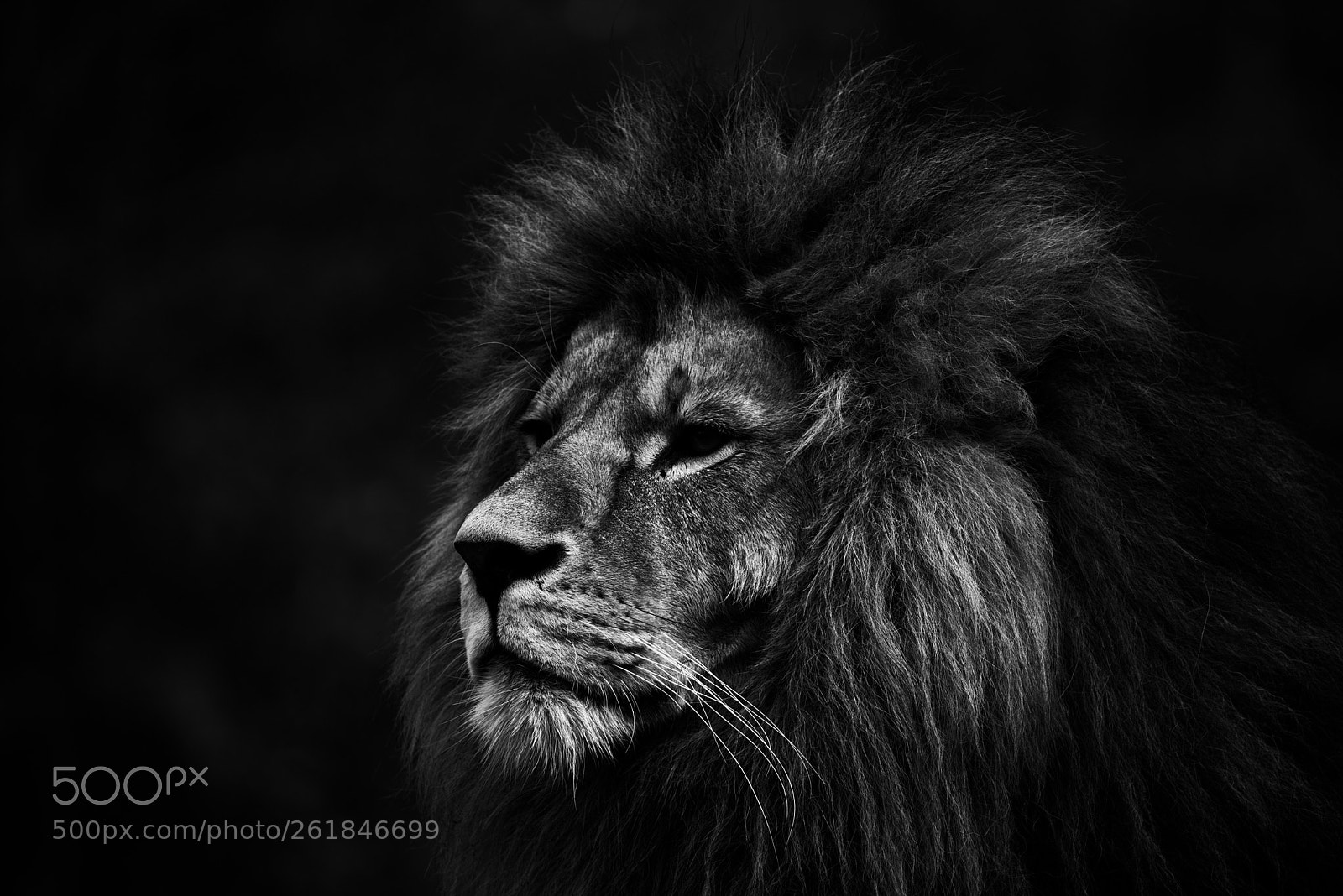 Nikon D810 sample photo. The king photography