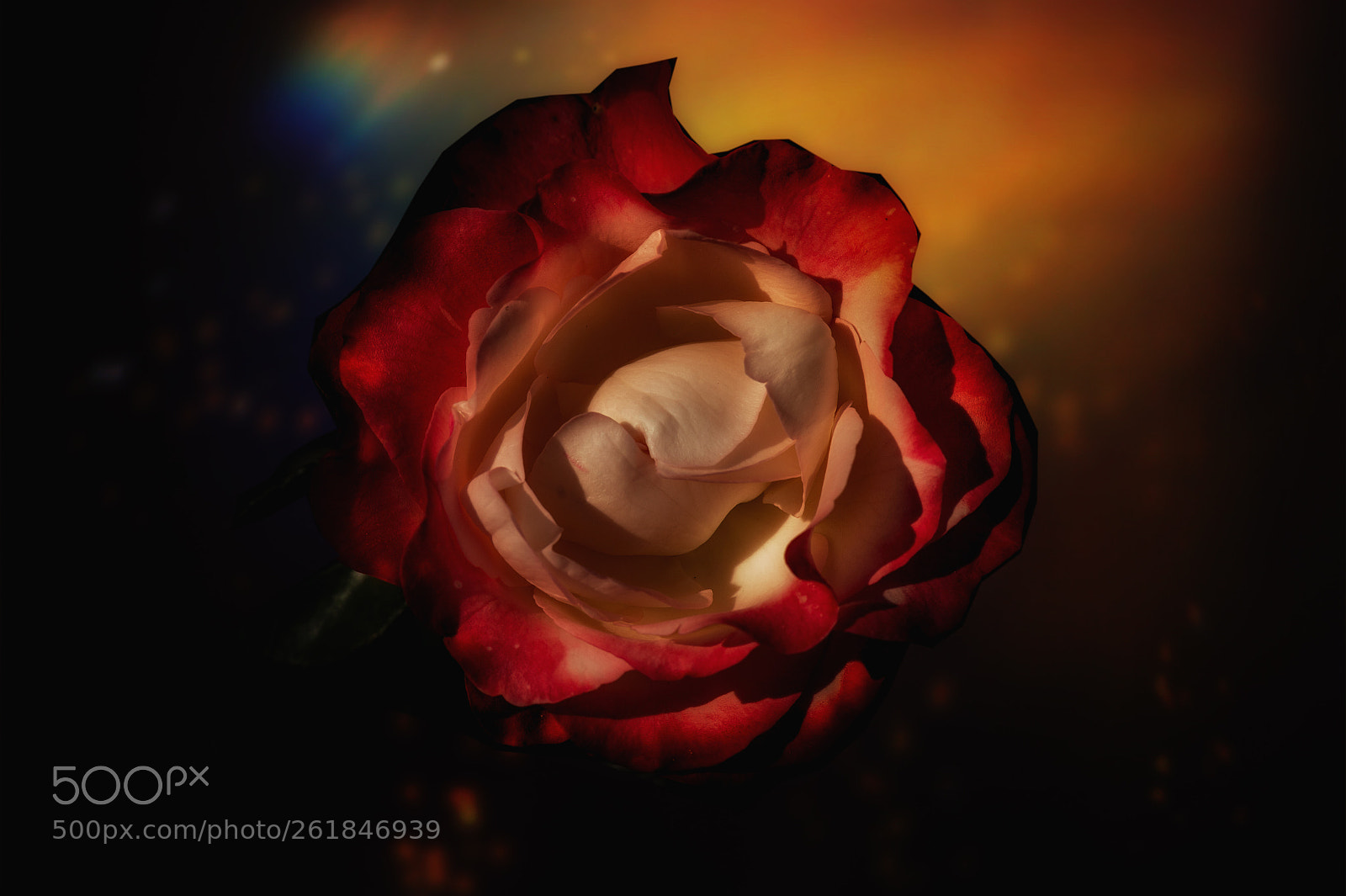 Nikon D4 sample photo. Shining rose photography