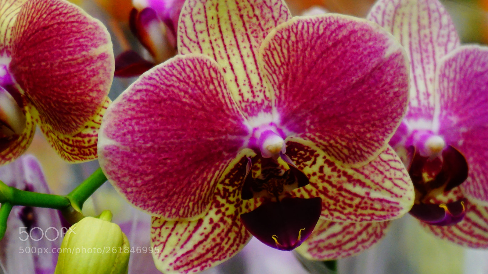 Sony a6000 sample photo. Flower photography