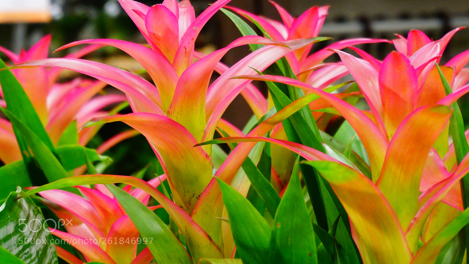 Sony a6000 sample photo. Flower photography