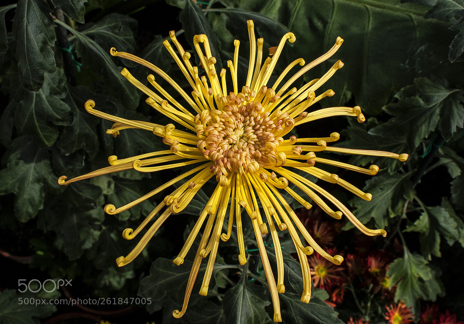 Canon EOS 20D sample photo. Chrysanthemum photography