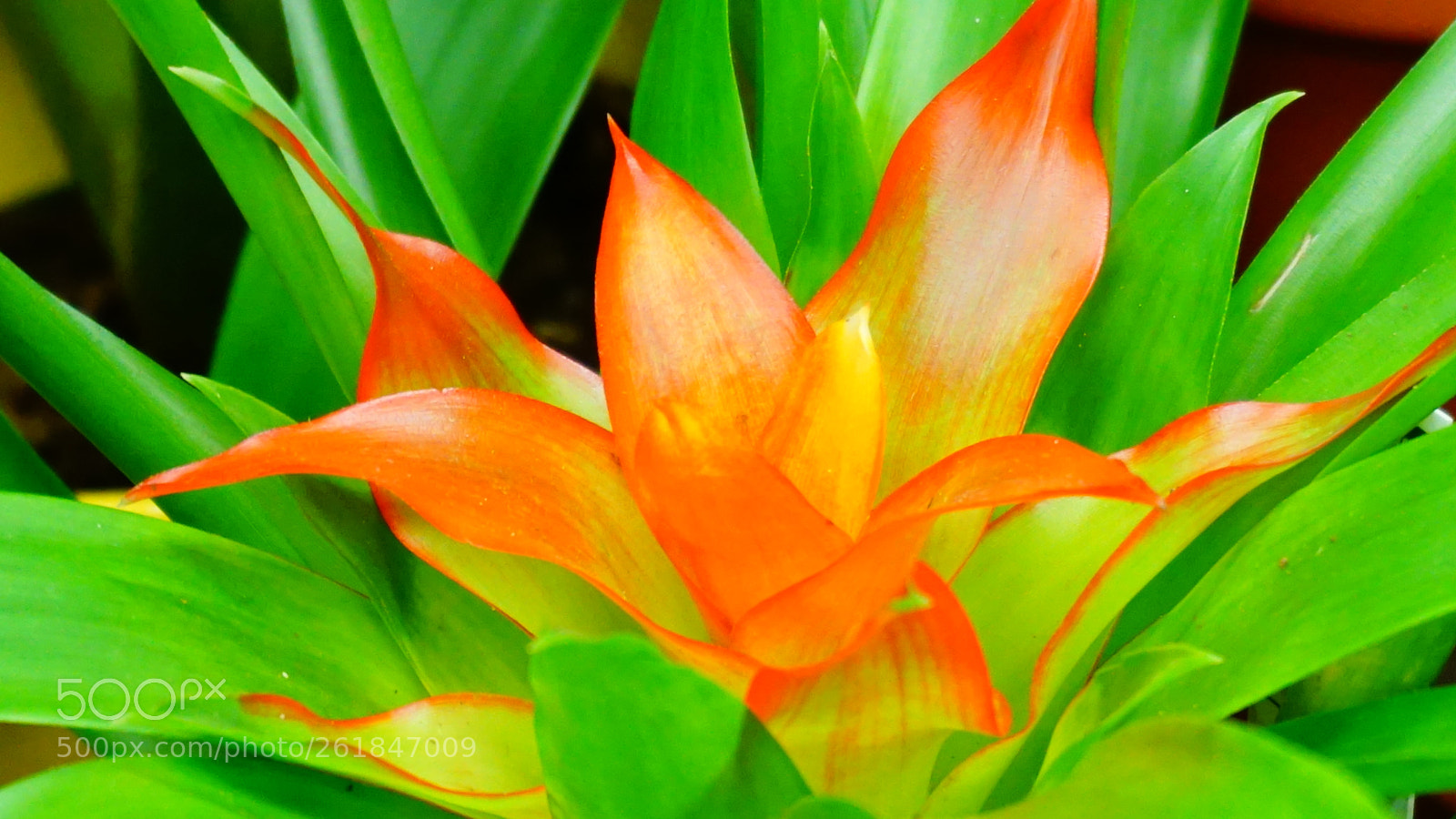 Sony a6000 sample photo. Flower photography