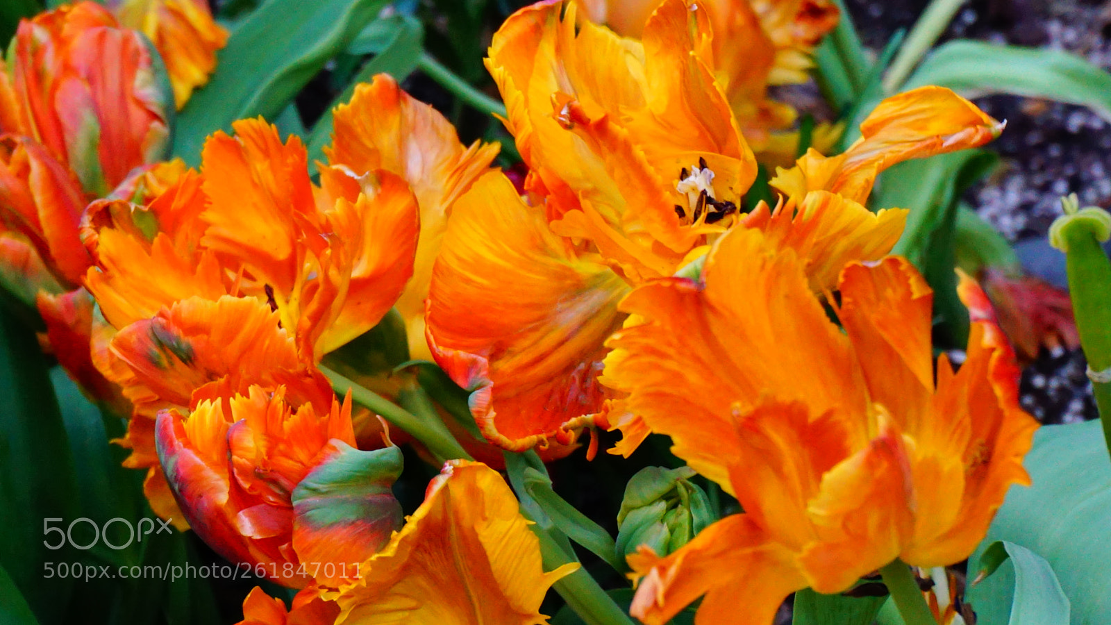 Sony a6000 sample photo. Flower photography