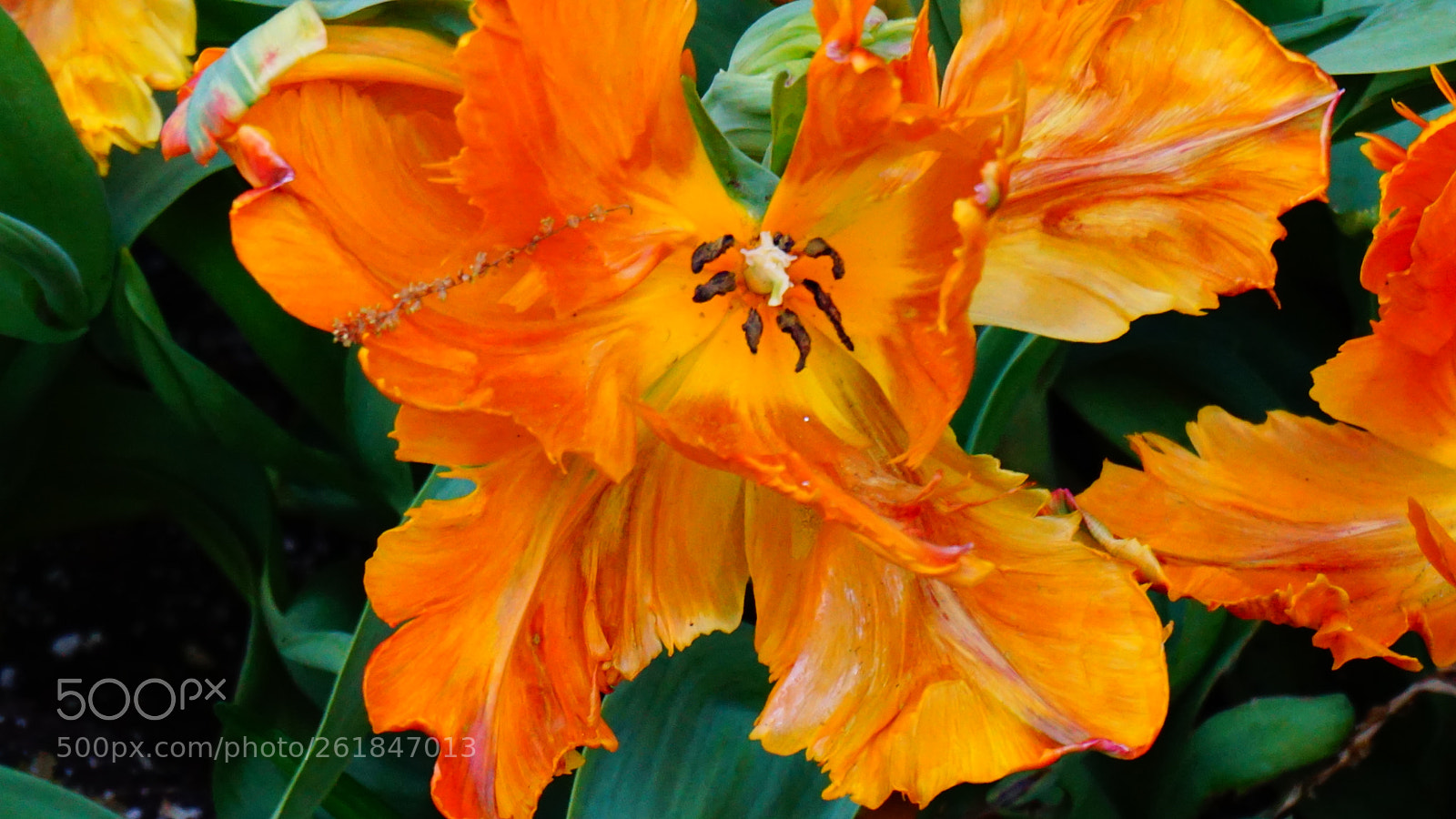 Sony a6000 sample photo. Flower photography