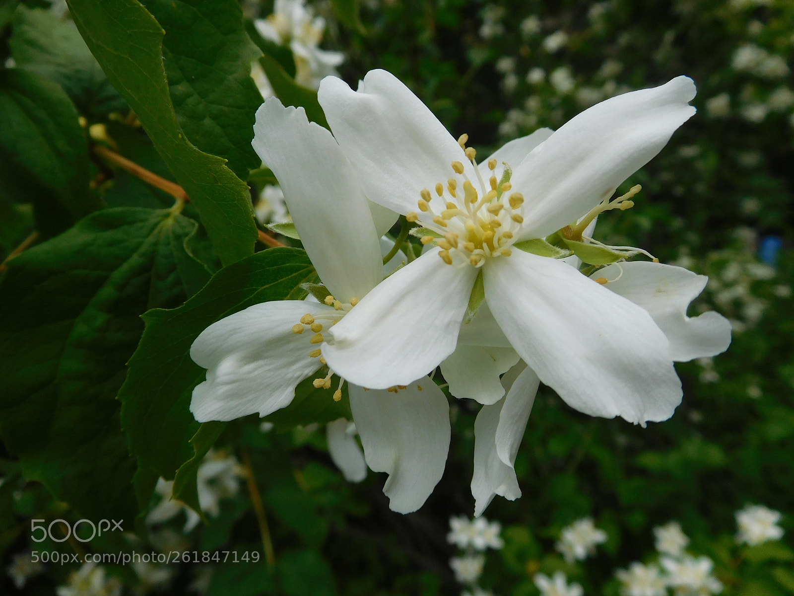 Nikon Coolpix S7000 sample photo. Mock orange photography